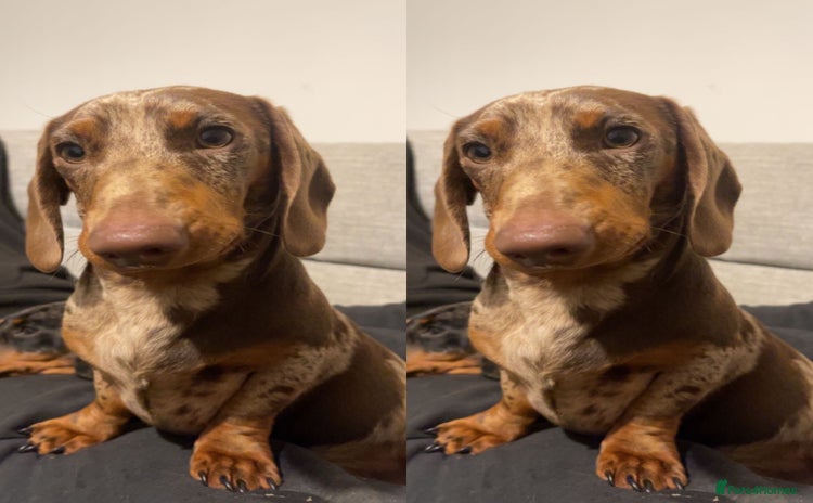 Miniature Dachshund dogs - Advert 6