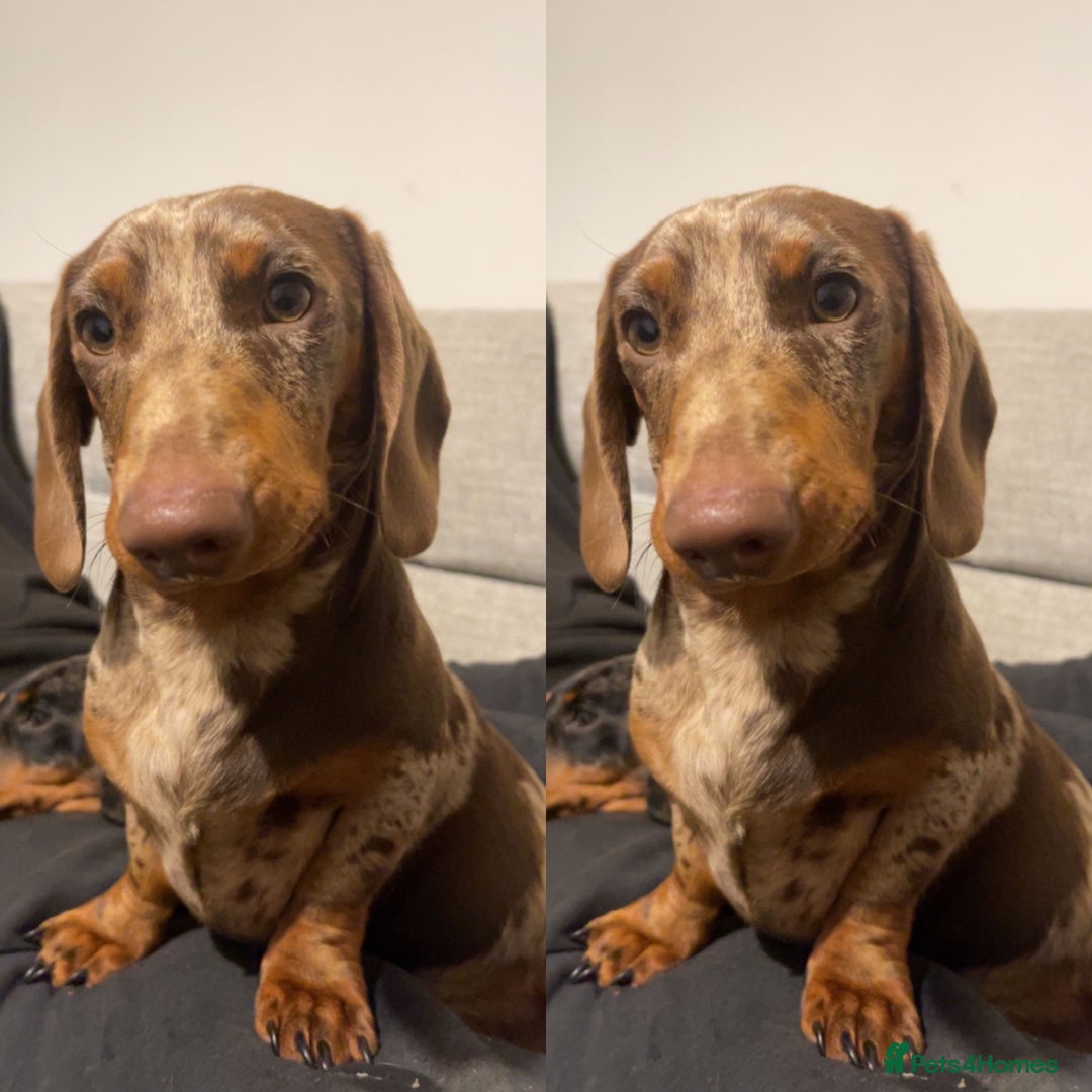 Miniature Dachshund dogs for stud: Chocolate Dapple for Stud - Image 1