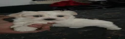 Maltese dogs for sale: lovely maltese puppy’s  - Advert 6
