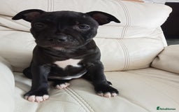 Staffordshire Bull Terrier dogs for sale: ‼️ReadyForCollection‼️Blue Staffie Puppies  in Tipton - Image 27