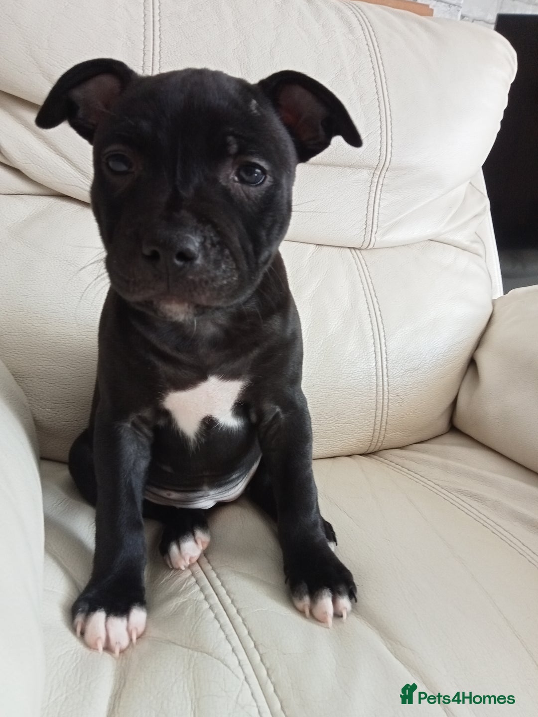 Staffordshire Bull Terrier dogs for sale: ‼️ReadyForCollection‼️Blue Staffie Puppies  in Tipton - Image 27