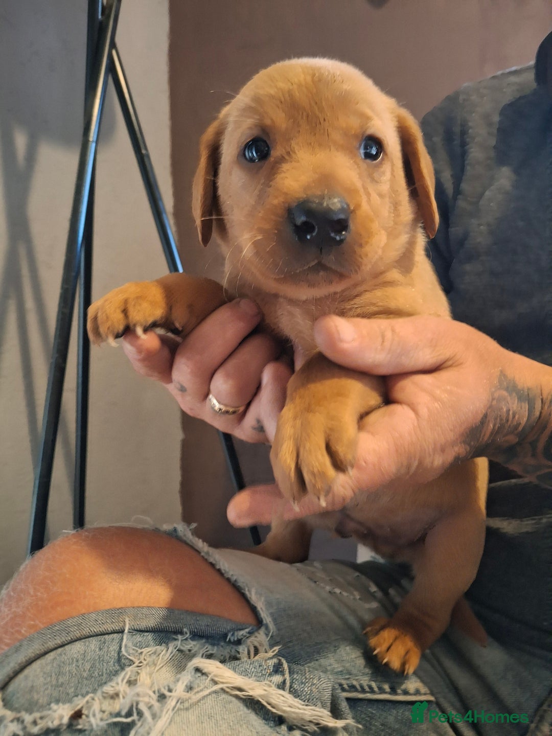 Labrador Retriever dogs for sale: Red 5th generation pedigree labrador  - Image 7