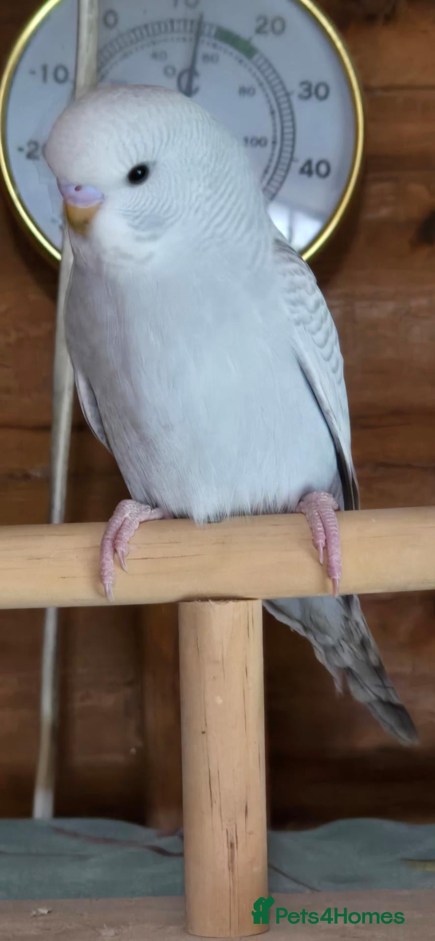 Budgerigars birds for sale: Gorgeous Baby Budgies - Advert 1