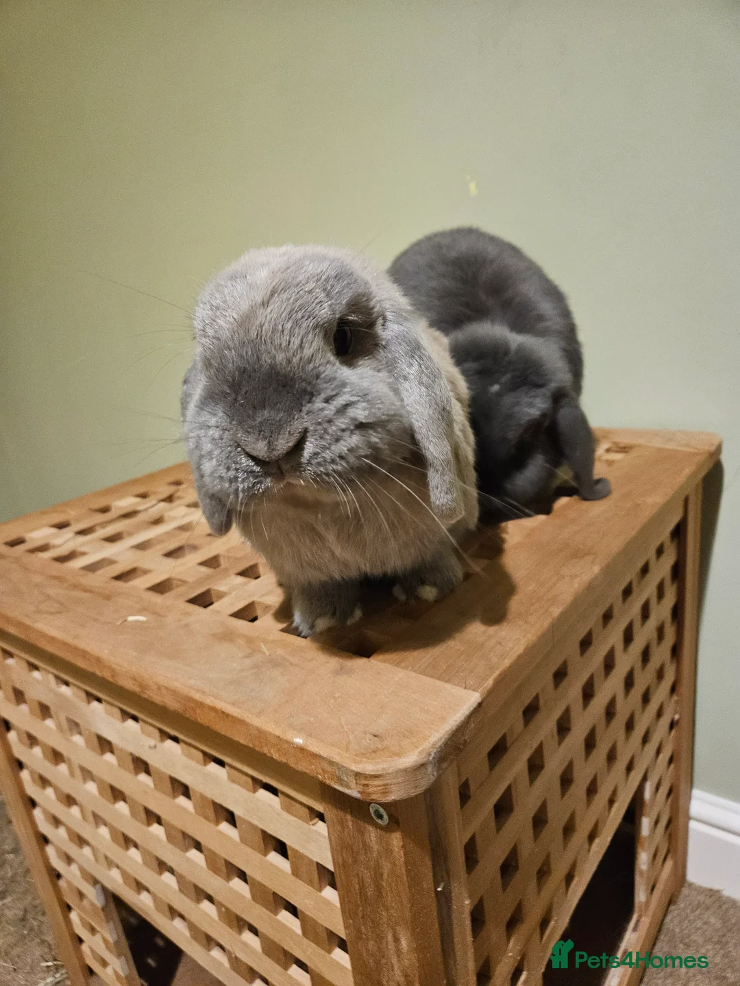 Mini Lop rabbits for sale: Bear, 3.5 year old male rabbit - rehoming  - Advert 1