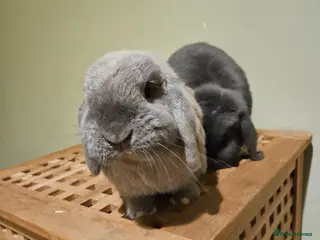 Mini Lop rabbits Bear, 3.5 year old male rabbit - rehoming - Advert 1
