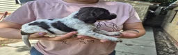 Cocker Spaniel dogs for sale: KC registered show type cocker spaniels  - Advert 35