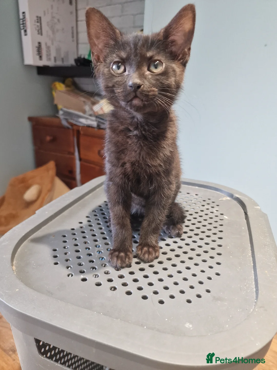 Mixed Breed cats for sale: Tree male kittens for sale in Dagenham - Advert 2