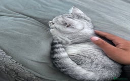 Scottish Fold cats for sale:  BEAUTIFUL female kitten🩷 - Image 6