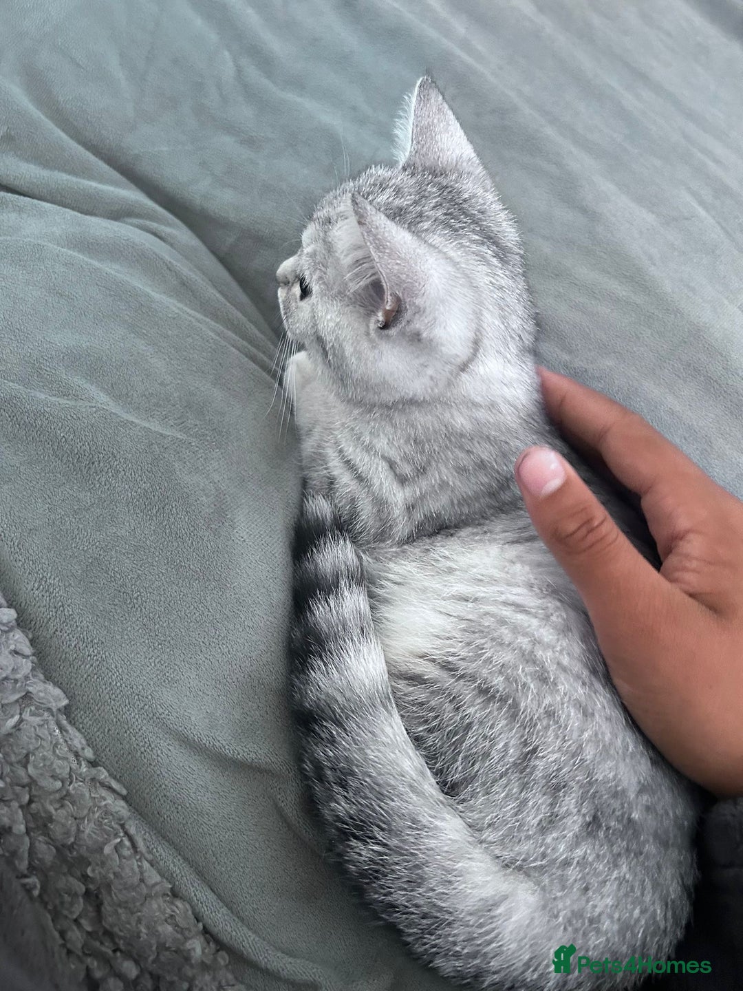 Scottish Fold cats for sale:  BEAUTIFUL female kitten🩷 - Image 6