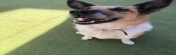 Mixed Breed dogs for adoption: 💙🐶 TITO – A LOYAL HEART, A WONDERFUL SOUL🐶💙 in Reading - Advert 7
