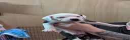 Mixed Breed dogs for sale: Borador bully puppies 1 Girl ready to go 12th June - Advert 6