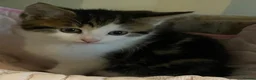 Mixed Breed cats for sale: Kittens for sale - Advert 3