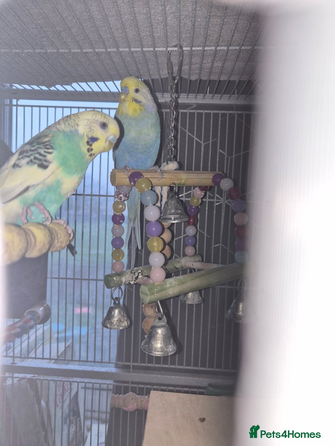 Budgerigars birds for sale: Reboming my budgies with set up - Advert 1