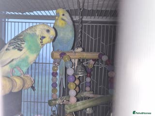 Budgerigars birds Reboming my budgies with set up - Advert 1