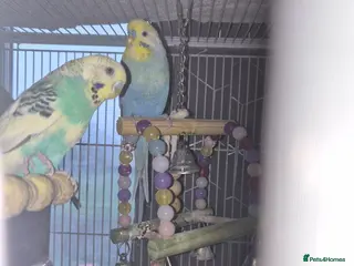 Budgerigars birds Reboming my budgies with set up - Advert 3