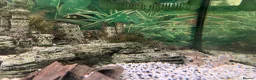 Sharks fish for sale: Fish tank 275L and fish - Advert 3