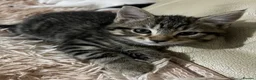 Mixed Breed cats for sale: 6 Lovely Kittens for sale  - Advert 12