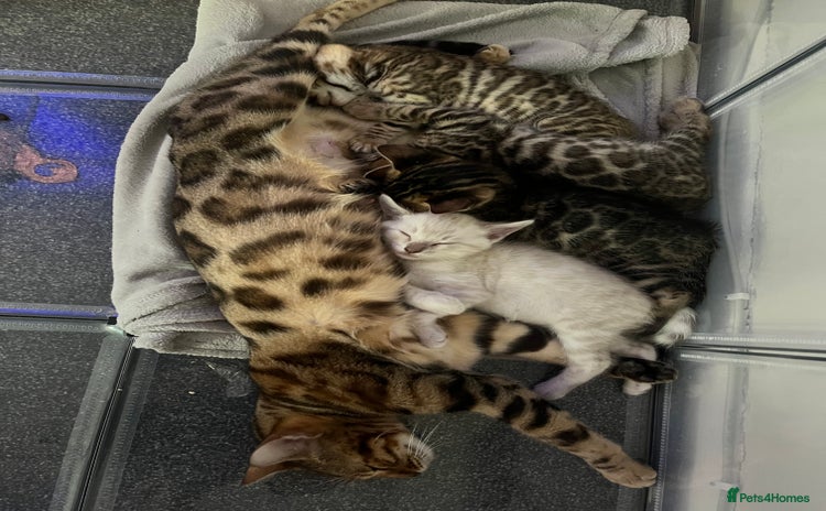 Bengal cats - Advert 4