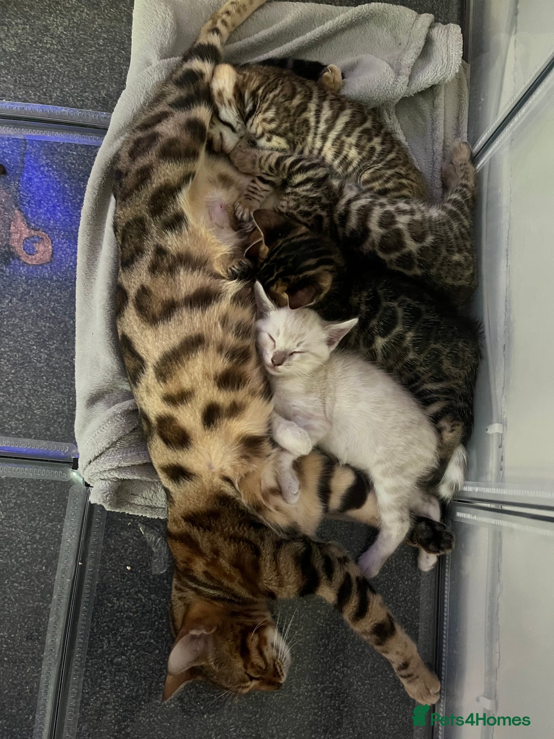 Bengal cats for sale: Baby bengals - Image 1