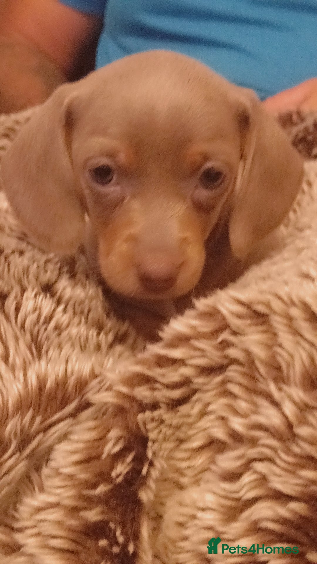 Miniature Dachshund dogs for sale: DWKC-REGISTERED- Miniature Dachshund Puppies  - Image 9