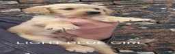 Golden Retriever dogs for sale: KC GOLDEN RETRIEVER PUPS HEALTH TESTED PARENTS  - Advert 18