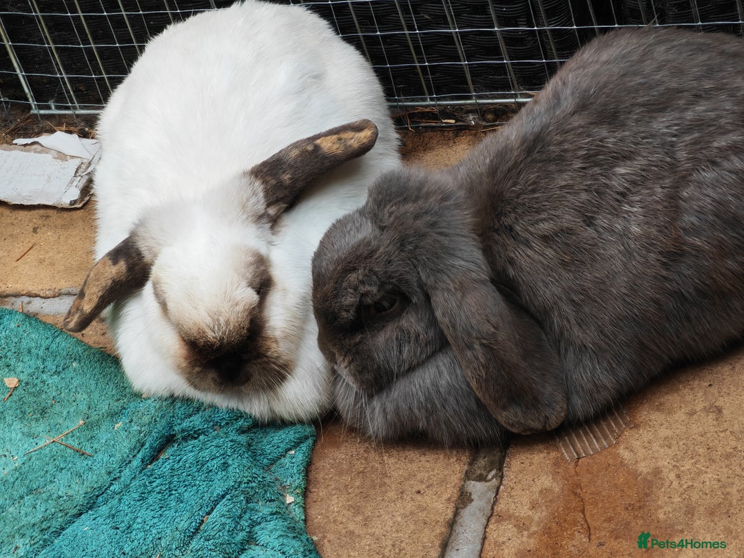 Mini Lop rabbits for sale: Female bonded rabbits  - Image 4