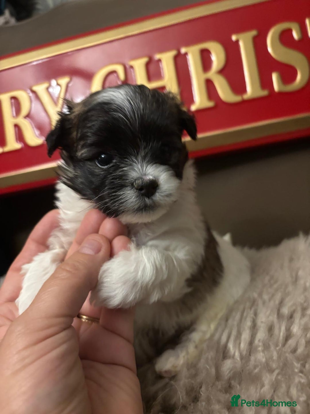 Mixed Breed dogs for sale: Adorable Bolonoodle Puppies - Advert 2