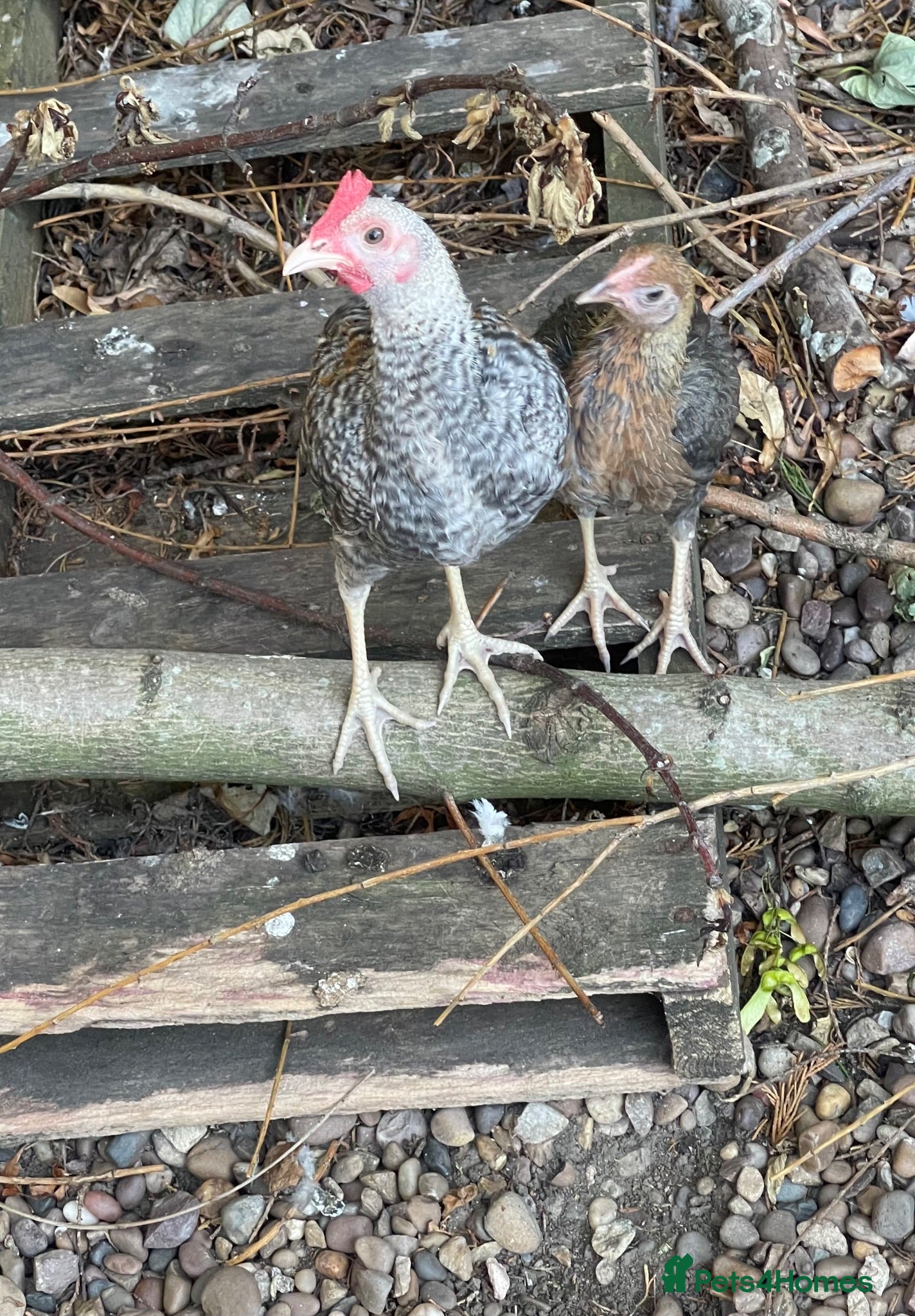 Chickens poultry Pair of Modern game bantams - Advert 14