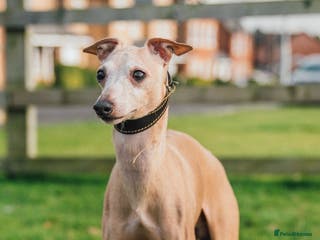 Italian Greyhound dogs Polish proven stud in Stoke-on-Trent - Advert 2