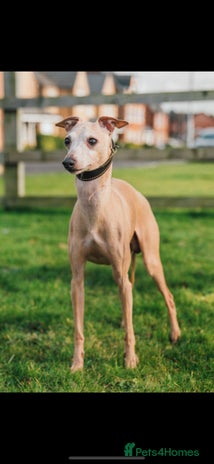 Italian Greyhound dogs in Stoke-on-Trent - Advert 1