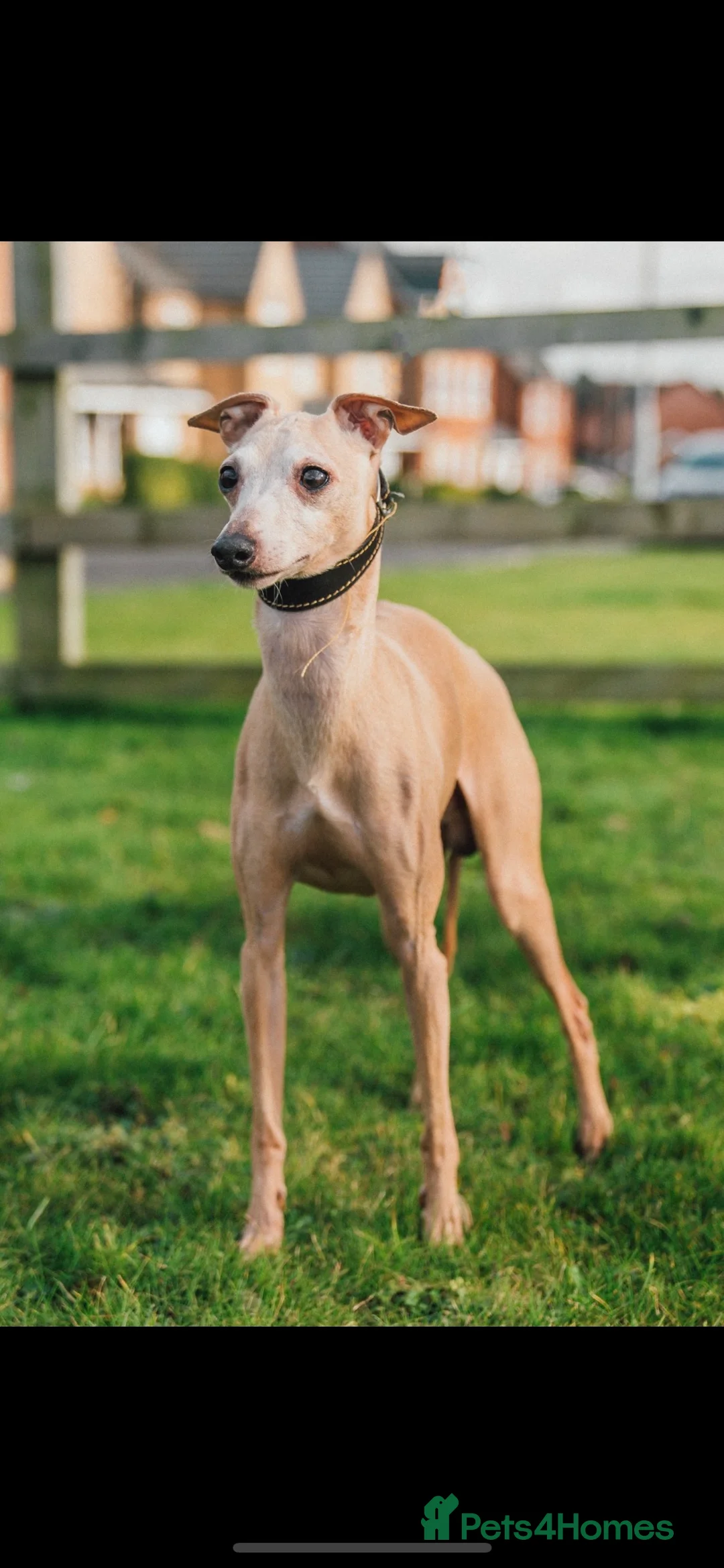 Italian Greyhound dogs for stud: Polish proven stud  in Stoke-on-Trent - Advert 1