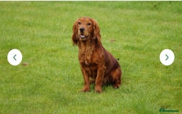Cocker Spaniel dogs for sale: The most gorgeous litter of tiny cocker spaniels - Image 3