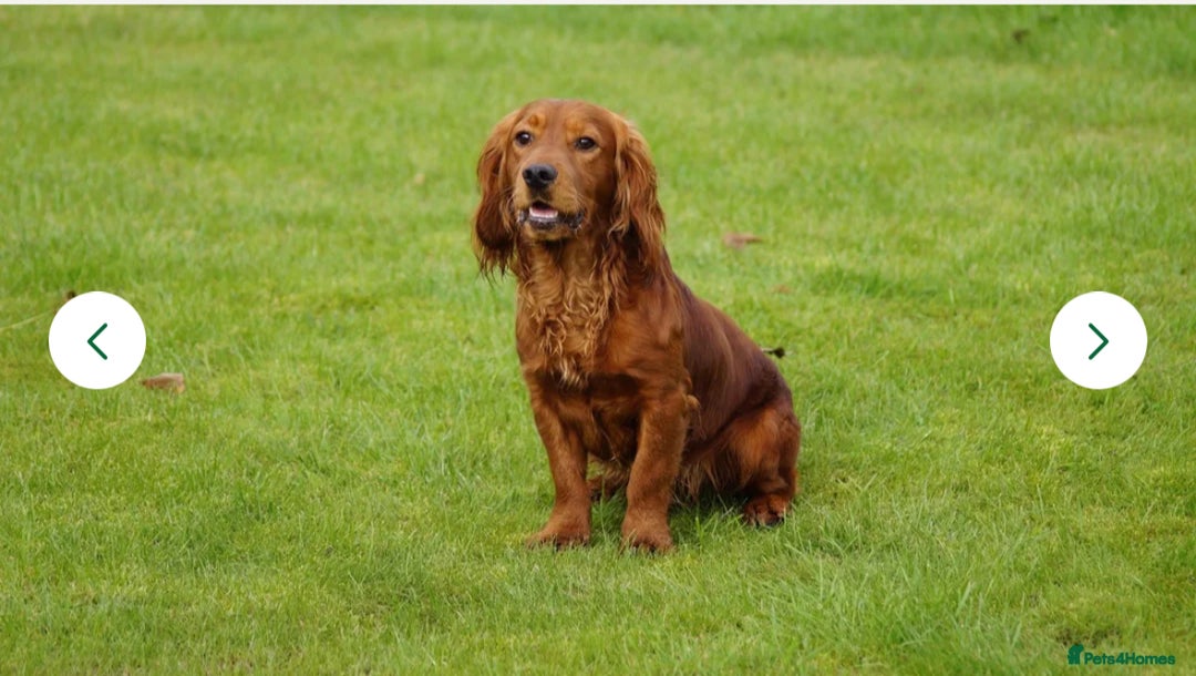 Cocker Spaniel dogs for sale: The most gorgeous litter of tiny cocker spaniels - Image 3