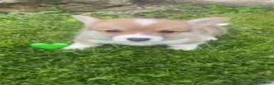 Welsh Corgi Pembroke 9