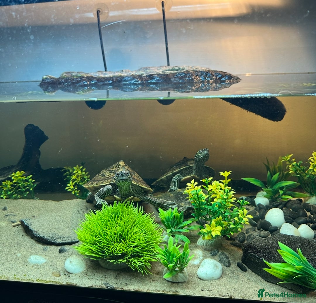 Turtle reptiles for sale: 2 MISSISSIPPI TURTLES  - Advert 7