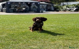 Sprocker dogs for stud: ⭐ Sprocker available for stud 🐶⭐  - Image 1