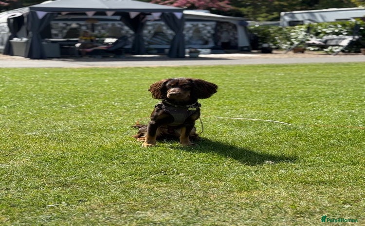 Sprocker dogs - Advert 11