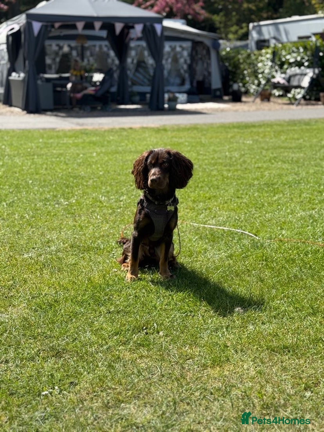 Sprocker dogs for stud: ⭐ Sprocker available for stud 🐶⭐  - Image 1
