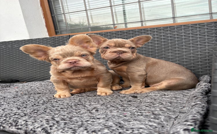 French Bulldog dogs - Advert 6