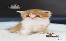 Scottish Fold cats for sale: LICENSED CATTERY, PURE BREED TOP QUALITY KITTENS - Image 23