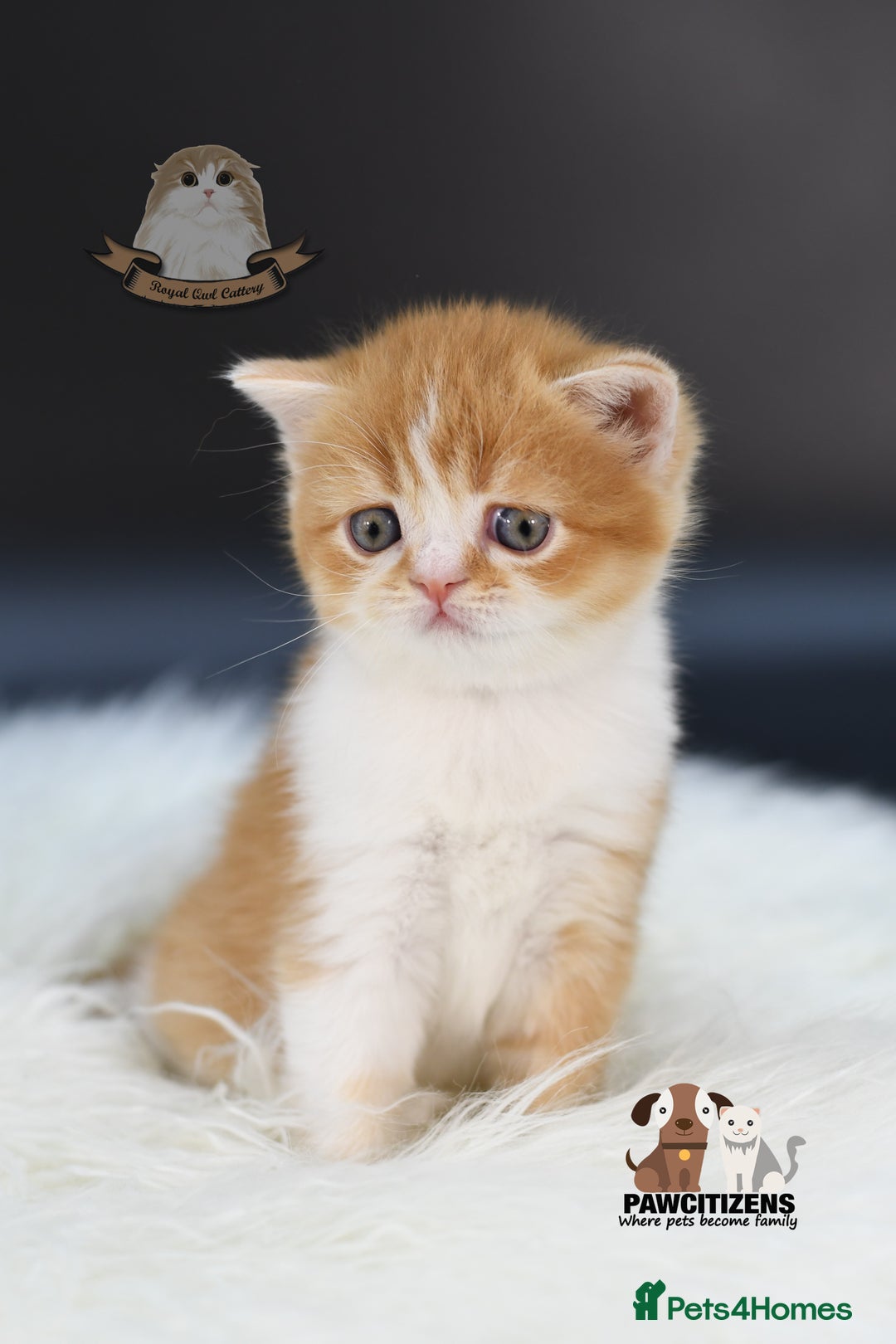 Scottish Fold cats for sale: LICENSED CATTERY, PURE BREED TOP QUALITY KITTENS - Image 23