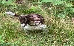 English Springer Spaniel dogs for stud: English springer spaniel to stud. - Image 6