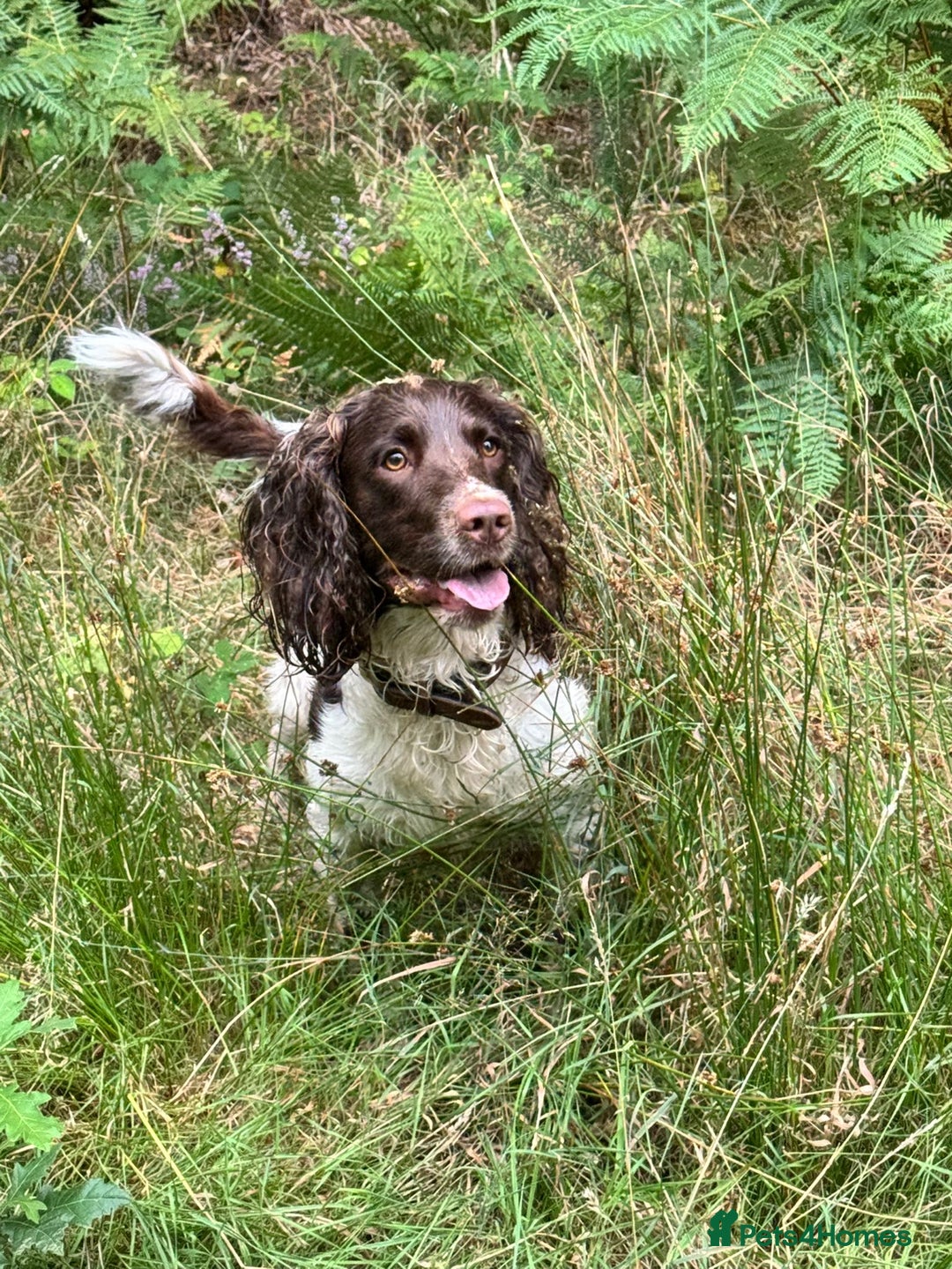 English Springer Spaniel dogs for stud: English springer spaniel to stud. - Image 6