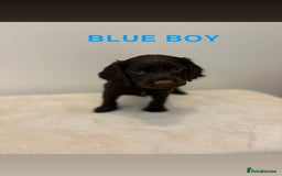 Cocker Spaniel dogs for sale: Gorgeous Full Cocker Spaniel Pups  - Image 6
