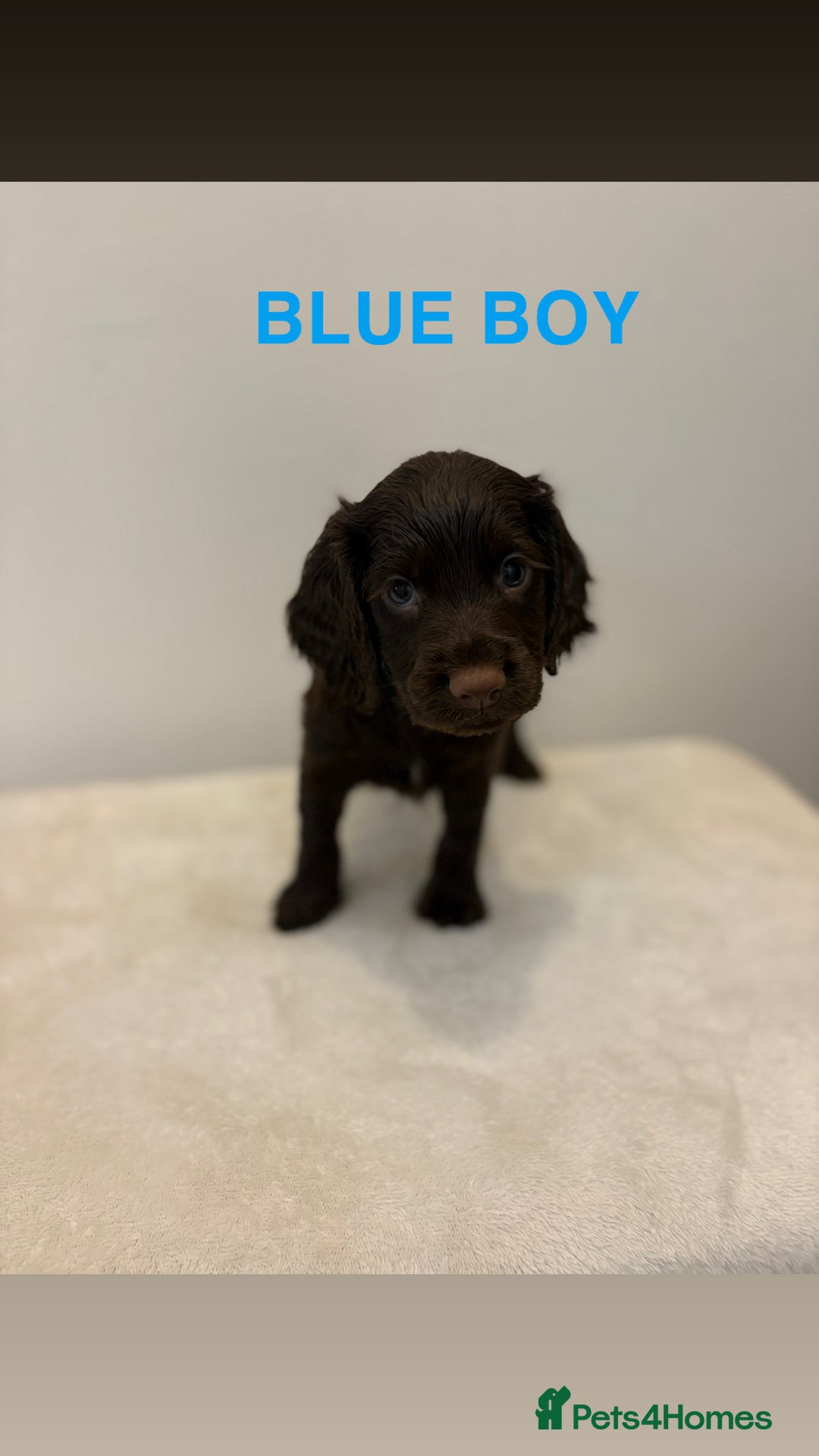 Cocker Spaniel dogs for sale: Gorgeous Full Cocker Spaniel Pups  - Image 6