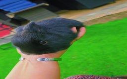 Alaska rabbits for sale: 6 Alaskan baby bunnies - Image 13