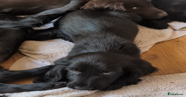 Field Spaniel dogs - Advert 4