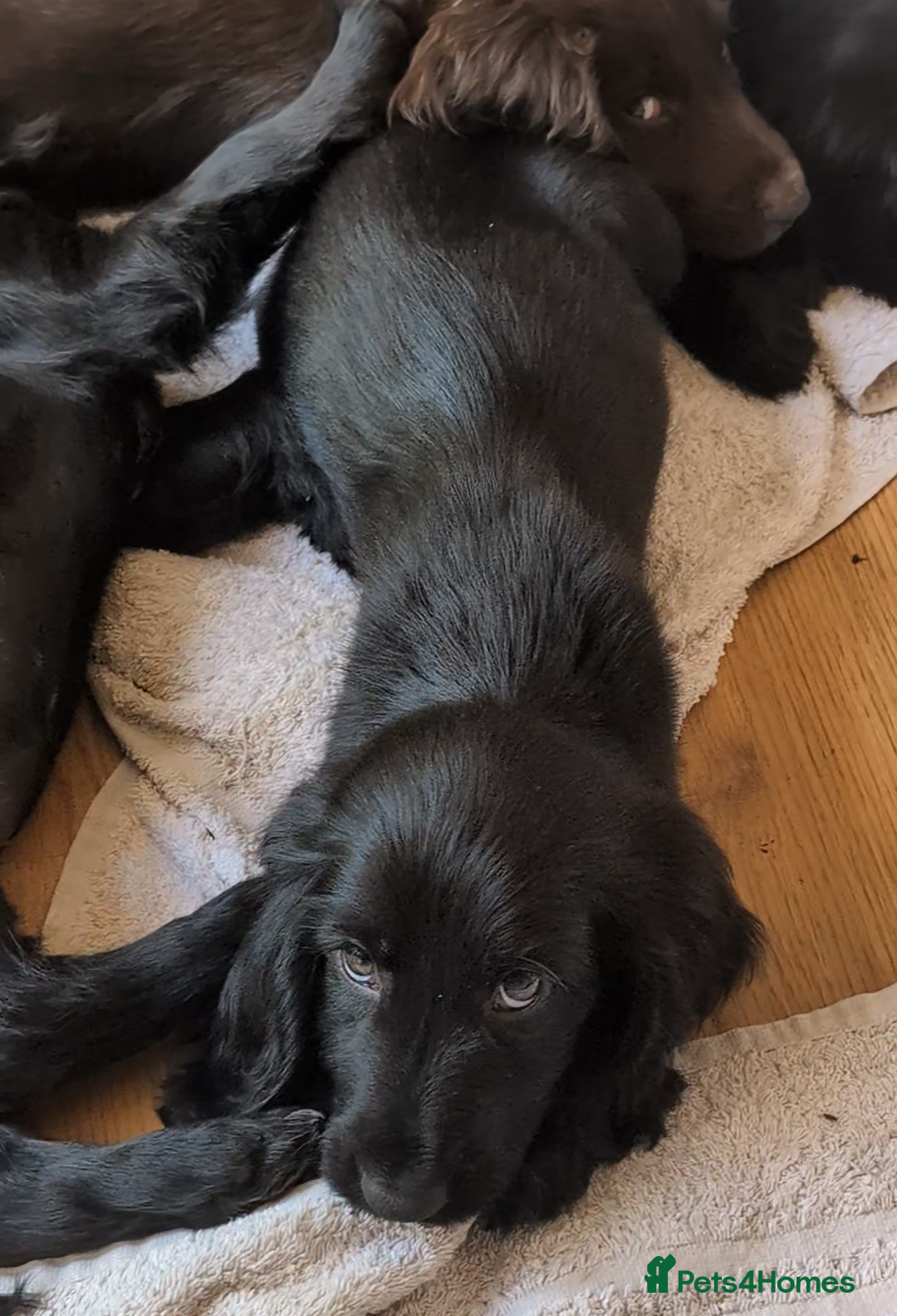Field Spaniel dogs for sale: Rare and vulnerable Field Spaniel puppies LAST FEW - Image 3