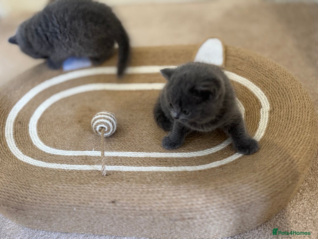 British Shorthair cats for sale: British Shorthair Blue Kittens - Image 13