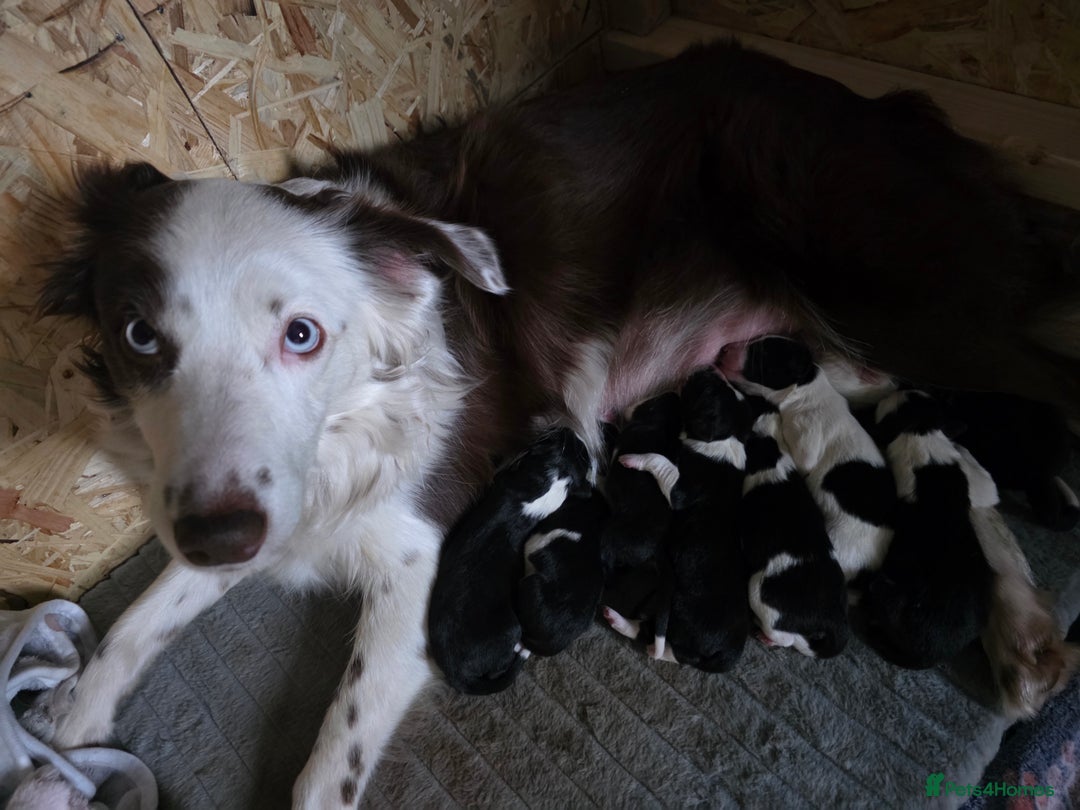 Bearded Collie dogs for sale: Border collie pups  - Advert 13